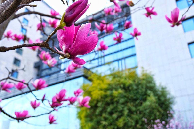 בית מלון כפרי Crowne Plaza Huangshan Yucheng, An Ihg