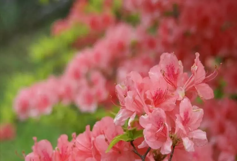 호텔 Tateshina Tokyu