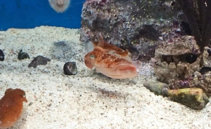 فندق Tokyu Stay Shibuya