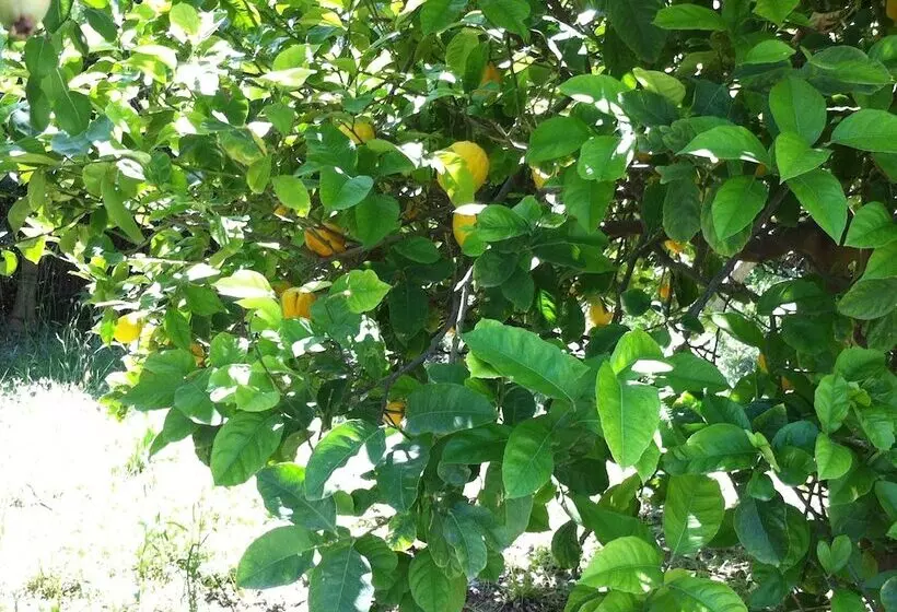 Olga S Paradise Hotel Apartments