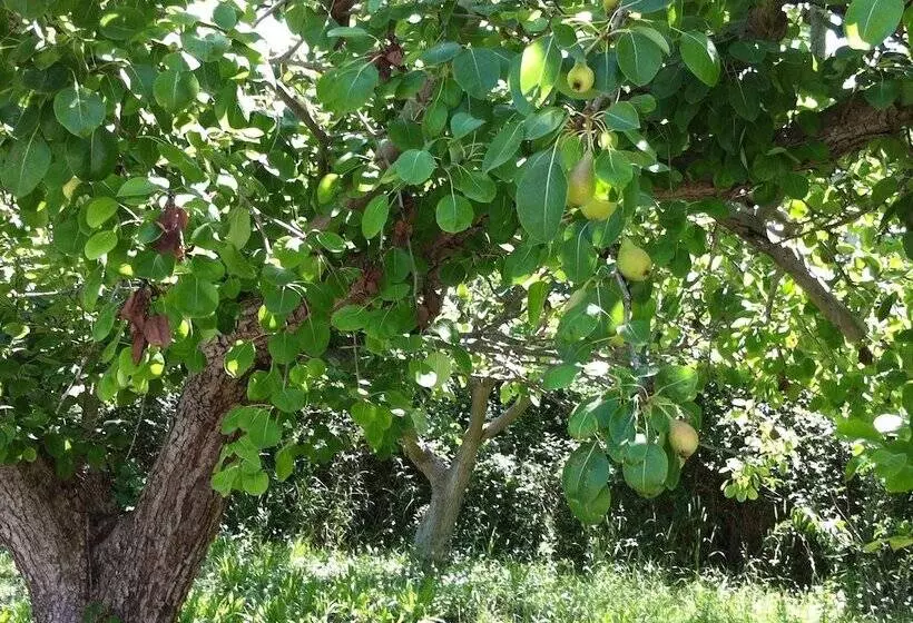 Olga S Paradise Hotel Apartments