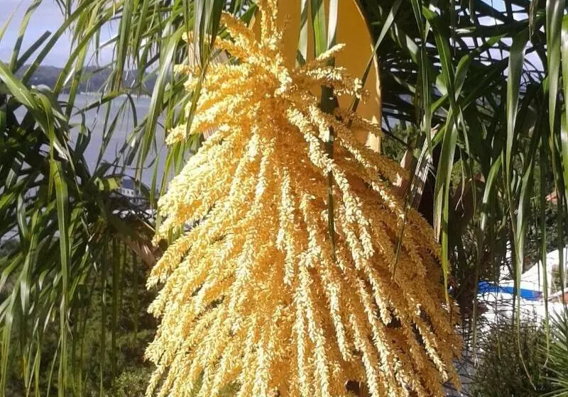 צימר Allegra House