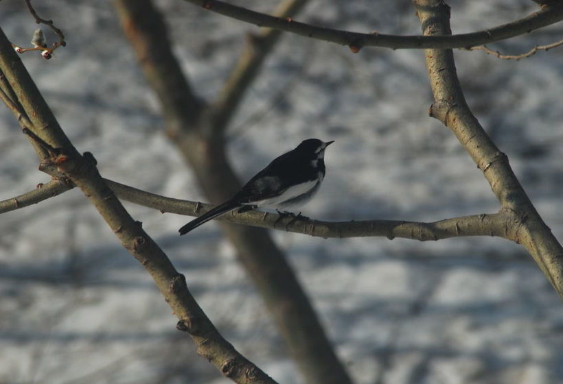 Отель Niseko Weiss