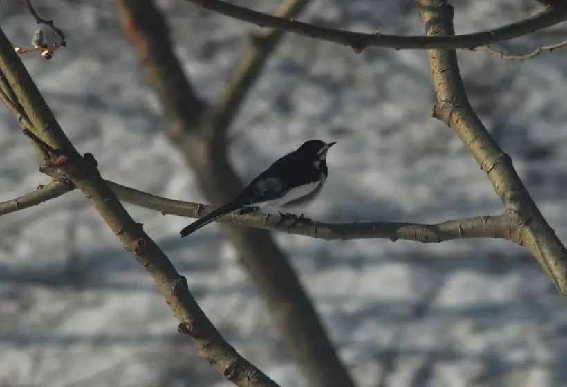 Отель Niseko Weiss