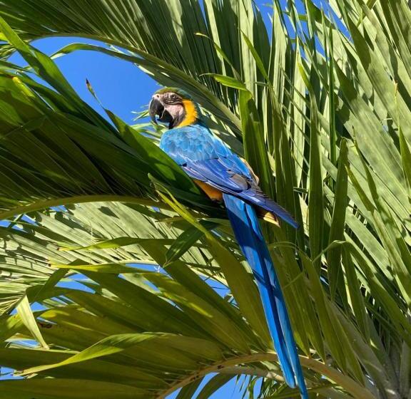 酒店 Pousada Caminho Do Mar