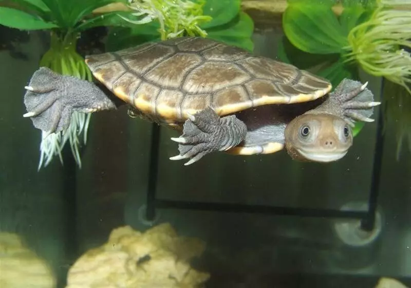 Territory Manor Motel & Caravan Park