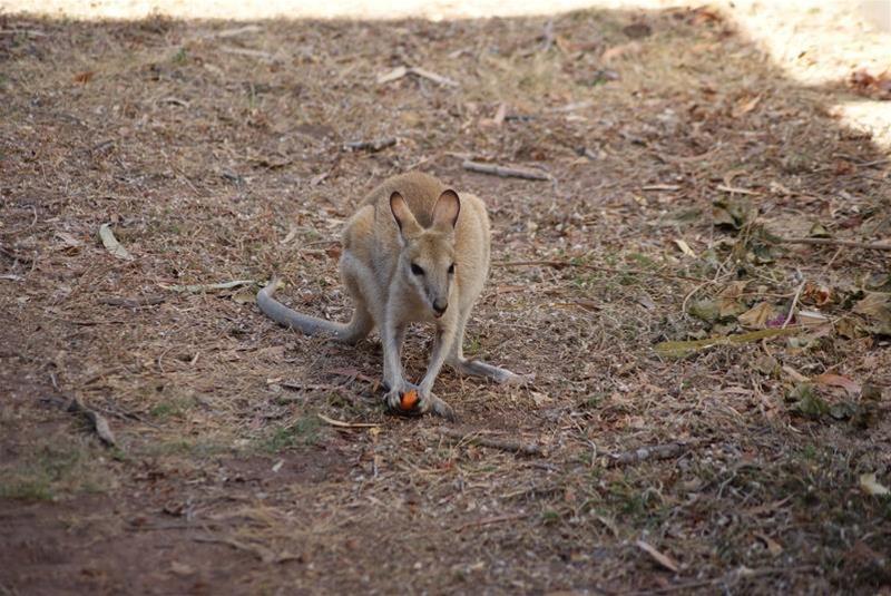 Territory Manor Motel & Caravan Park