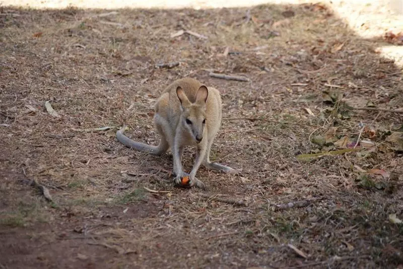 Territory Manor Motel & Caravan Park