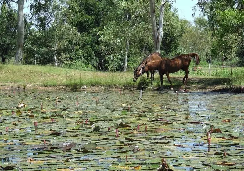 Territory Manor Motel & Caravan Park