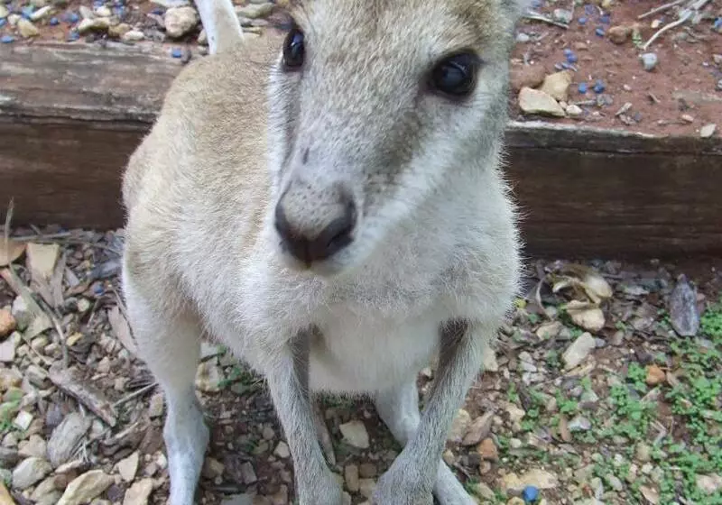 Territory Manor Motel & Caravan Park