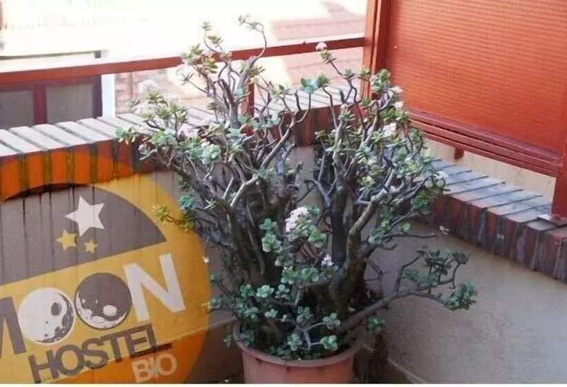 Moon Hostel Bio