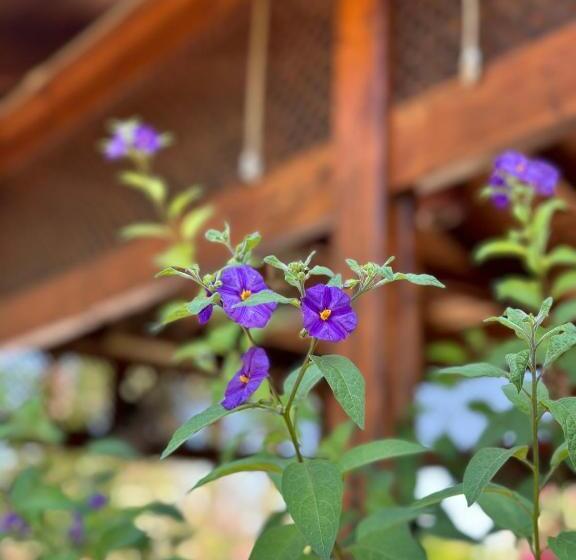 בית מלון כפרי Bahaus Resort