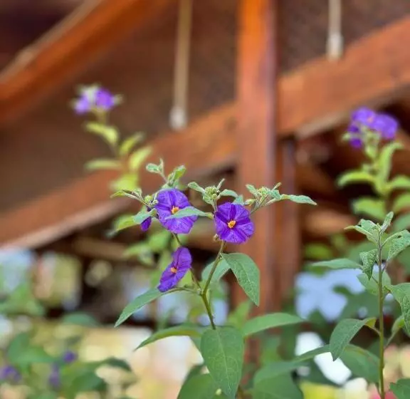 هتل Bahaus Resort