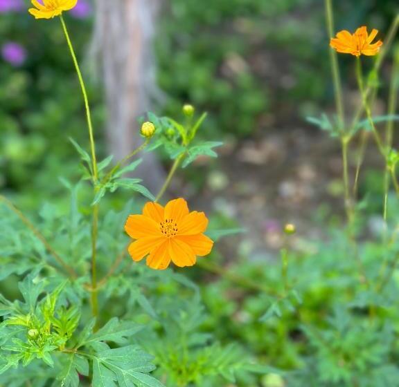 בית מלון כפרי Bahaus Resort