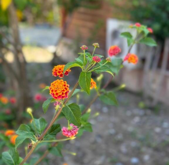 בית מלון כפרי Bahaus Resort