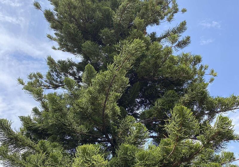 فندق صغير Allende Morelia