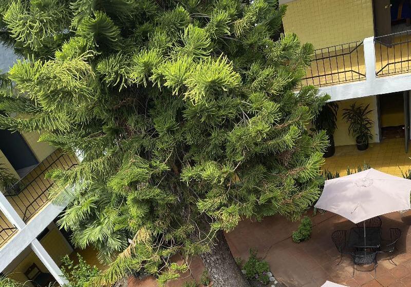 فندق صغير Allende Morelia