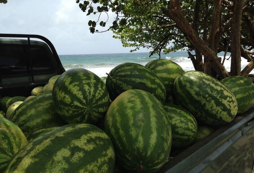 Fish Tobago Guesthouse