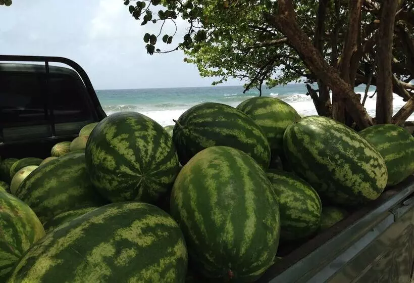Fish Tobago Guesthouse
