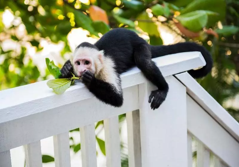 فندق Fantasy Island Dive Resort