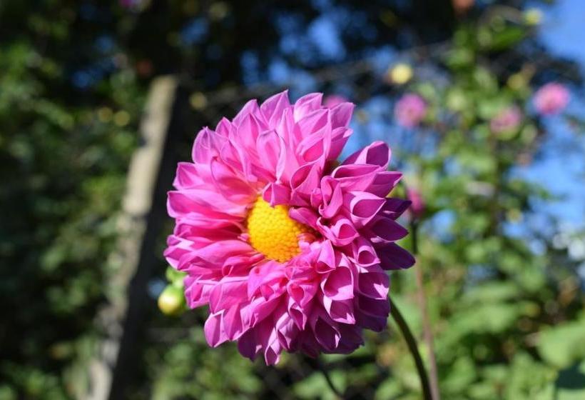 Отель Pousada Saint Gottard