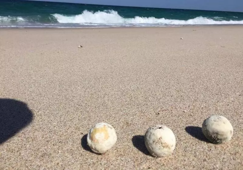 Resort Ras Al Hadd Holiday