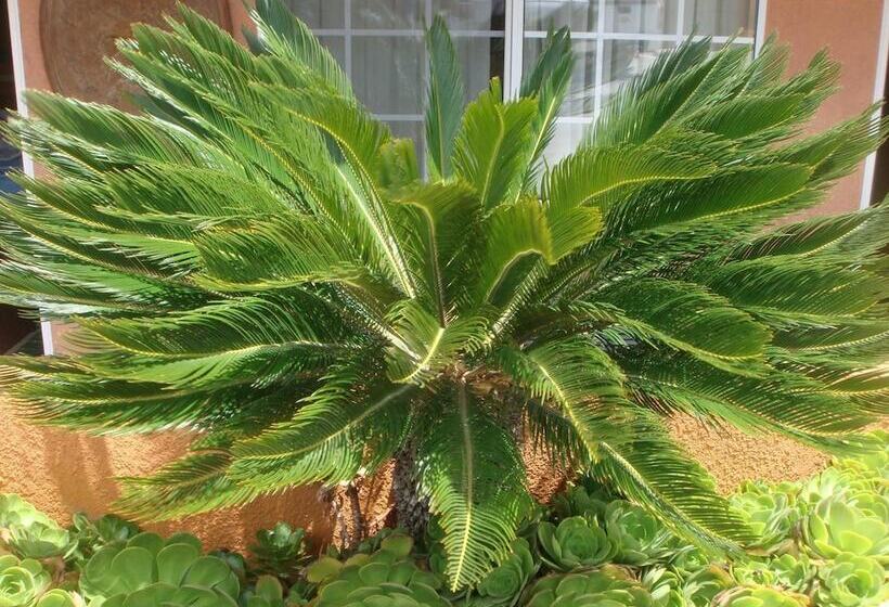 酒店 Economy Inn Los Banos