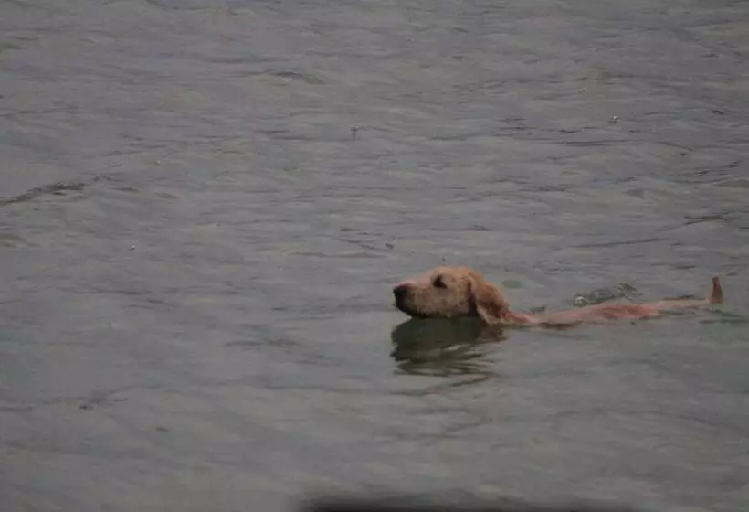 Lorelei Resort Motel