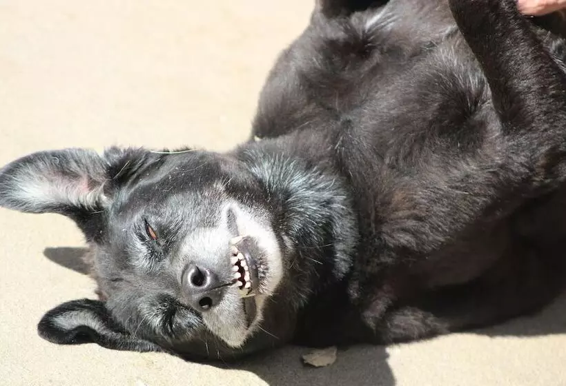 Lorelei Resort Motel