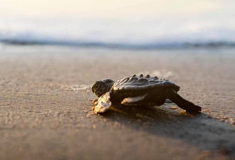 Holiday Inn Resort South Padre Island Beach Front, An Ihg