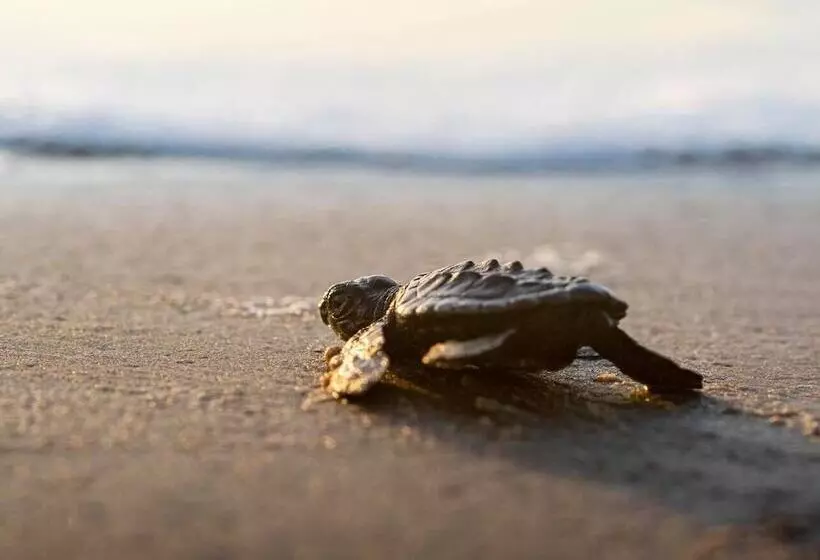 Holiday Inn Resort South Padre Island Beach Front, An Ihg