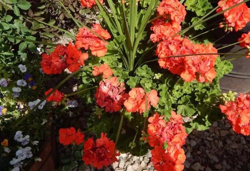 Мотель Alpine Inn