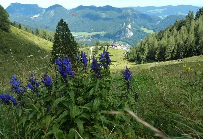 酒店 Garni Schernthaner