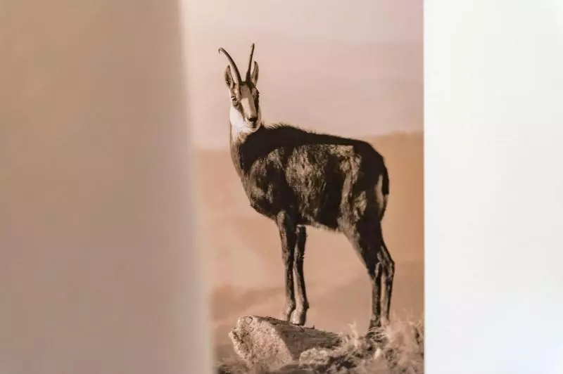 Отель Zum Gourmet