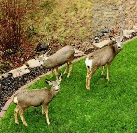 צימר Honeymoon Suite