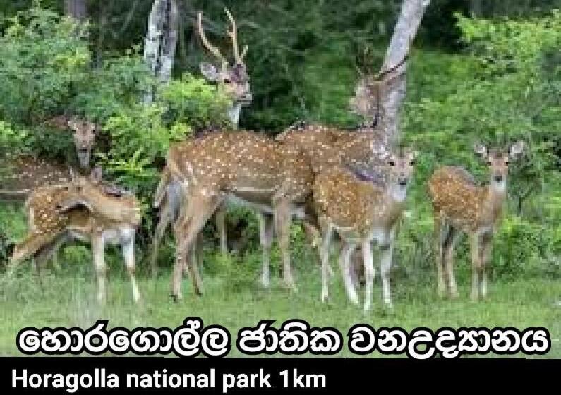 بنسيون Paradise Villa