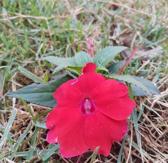 פנסיון Pousada Sempre Luz