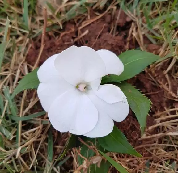 ペンション Pousada Sempre Luz