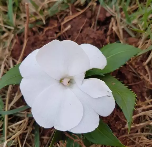 ペンション Pousada Sempre Luz