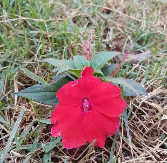 ペンション Pousada Sempre Luz