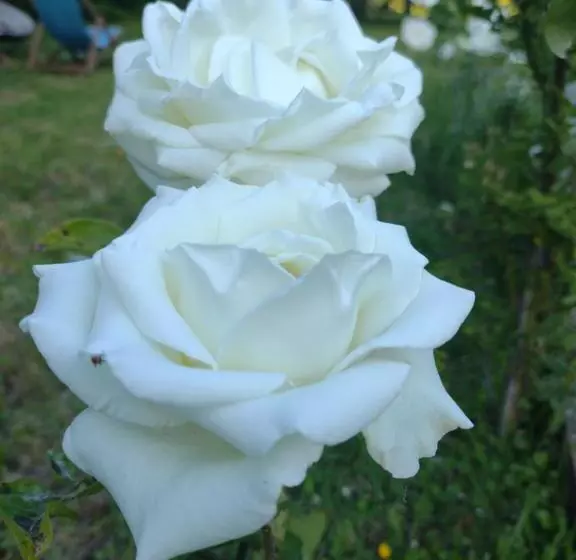 Aamiaismajoitus (B&B) Entre Nous