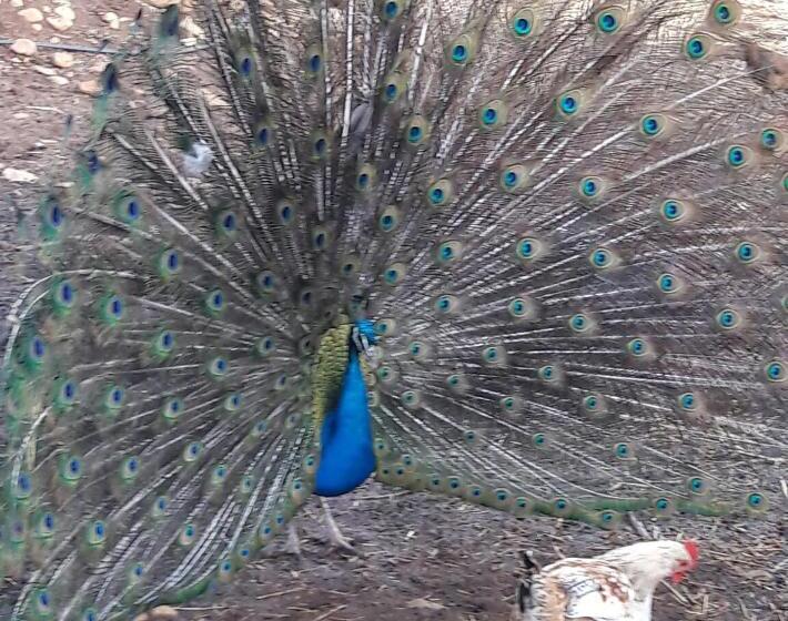 ペンション Le Chêne D´azrou