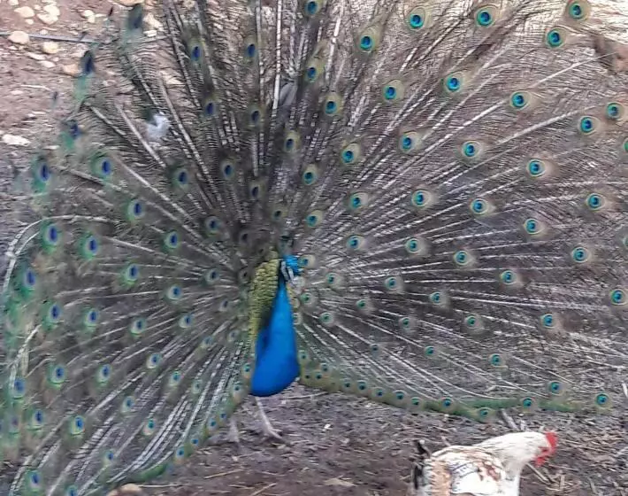 Majatalo Le Chêne D´azrou