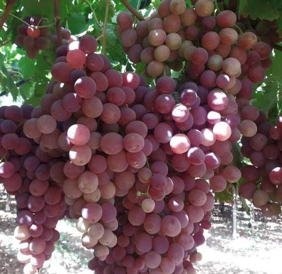 ペンション Le Chêne D´azrou