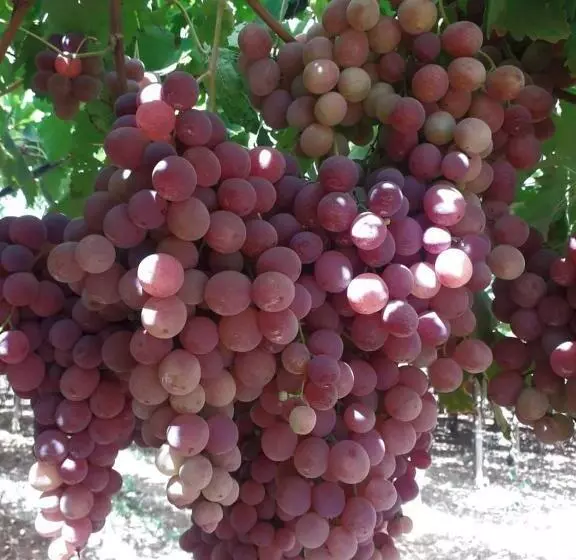 Majatalo Le Chêne D´azrou