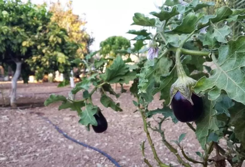 تختخواب و صبحانه Auberg Inn Guesthouse