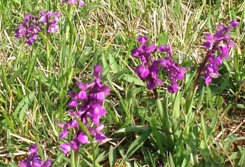 Aamiaismajoitus (B&B) Les Malvaux