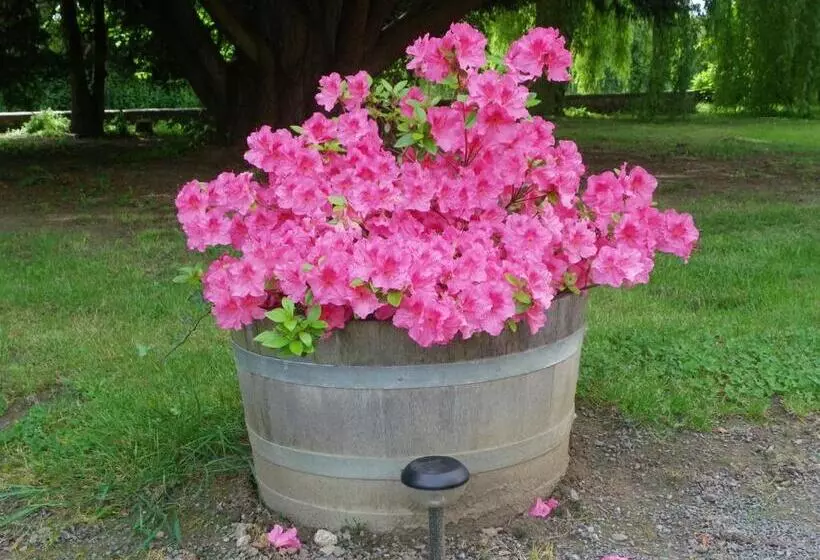 Aamiaismajoitus (B&B) Les Malvaux