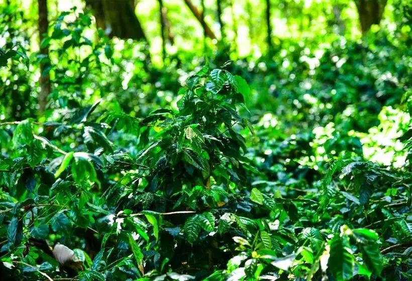 ベッドアンドブレックファースト Niraamaya Blue Mountain  Chikmagalur