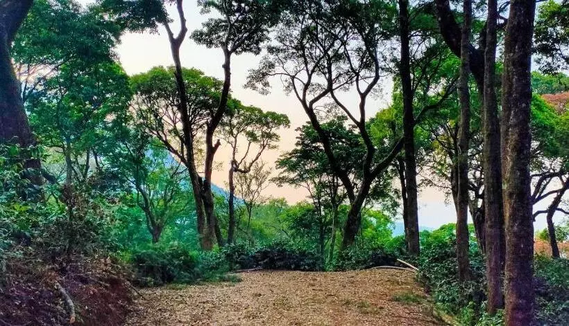 ベッドアンドブレックファースト Niraamaya Blue Mountain  Chikmagalur